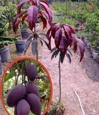 Kasthuri mango plant