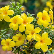 Almenda yellow colour plant