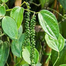 Creeper pepper plant (pot)