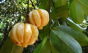 Kudampuli plant