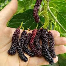 Long mulberry plant