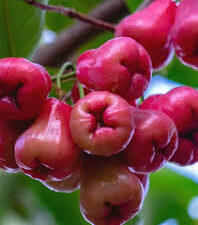 Red water apple plant