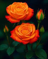 Fanta orange rose plant