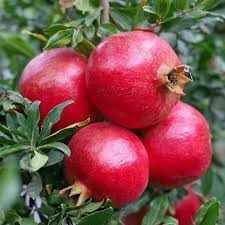 Red madhulai plant