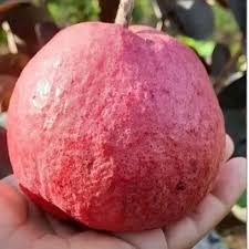 Black diamond guava plant