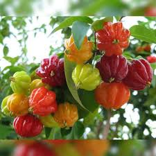 Surinam cherry fruit  plant