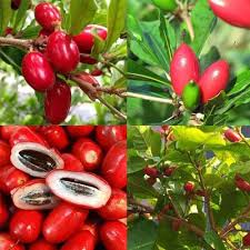 Mircel fruit plant with flowers
