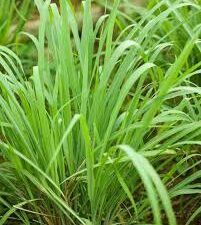 Lemon grass plant