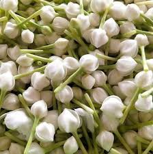 Nandhavanam bud plant