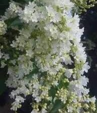 Manimulla plant