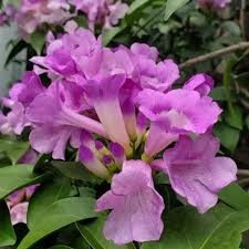 Garlic vine plant