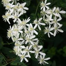 Bridel bouquet plant