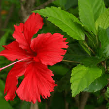 Nattu hibiscus mother  plant