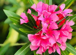 Arali pink plant
