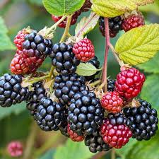 Black berry plant