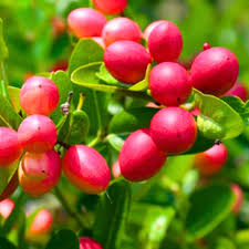 Backerry cherry plant