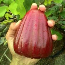 Dalhari water apple mother plant  with fruit plant