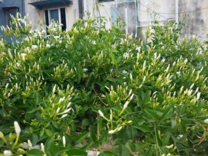 Kodi malli plant