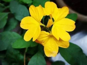 Yellow kanagabaram plant