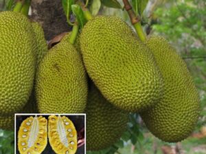 J33 jack fruit plant