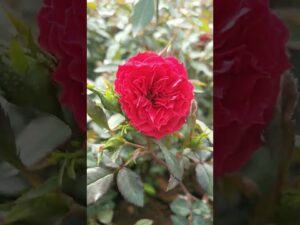 Mokuthi rose plant