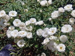 Miniature white rose plant