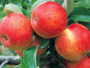 Anna  apple plant