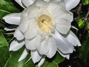 Brahma kamalam plant ( white )
