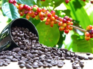 Coffee plant