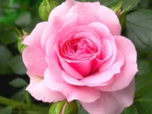 Baby freeze rose plant