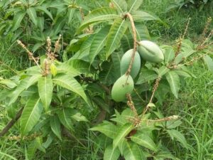 All time mango small plant
