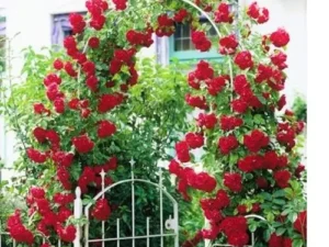 Red kodi rose or Red cascade rose plant