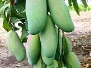 All time mango (Thalind mango) plant