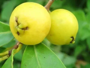 Strawberry guava yellow verity plant