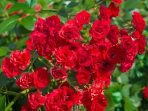 Re fariy rose plant