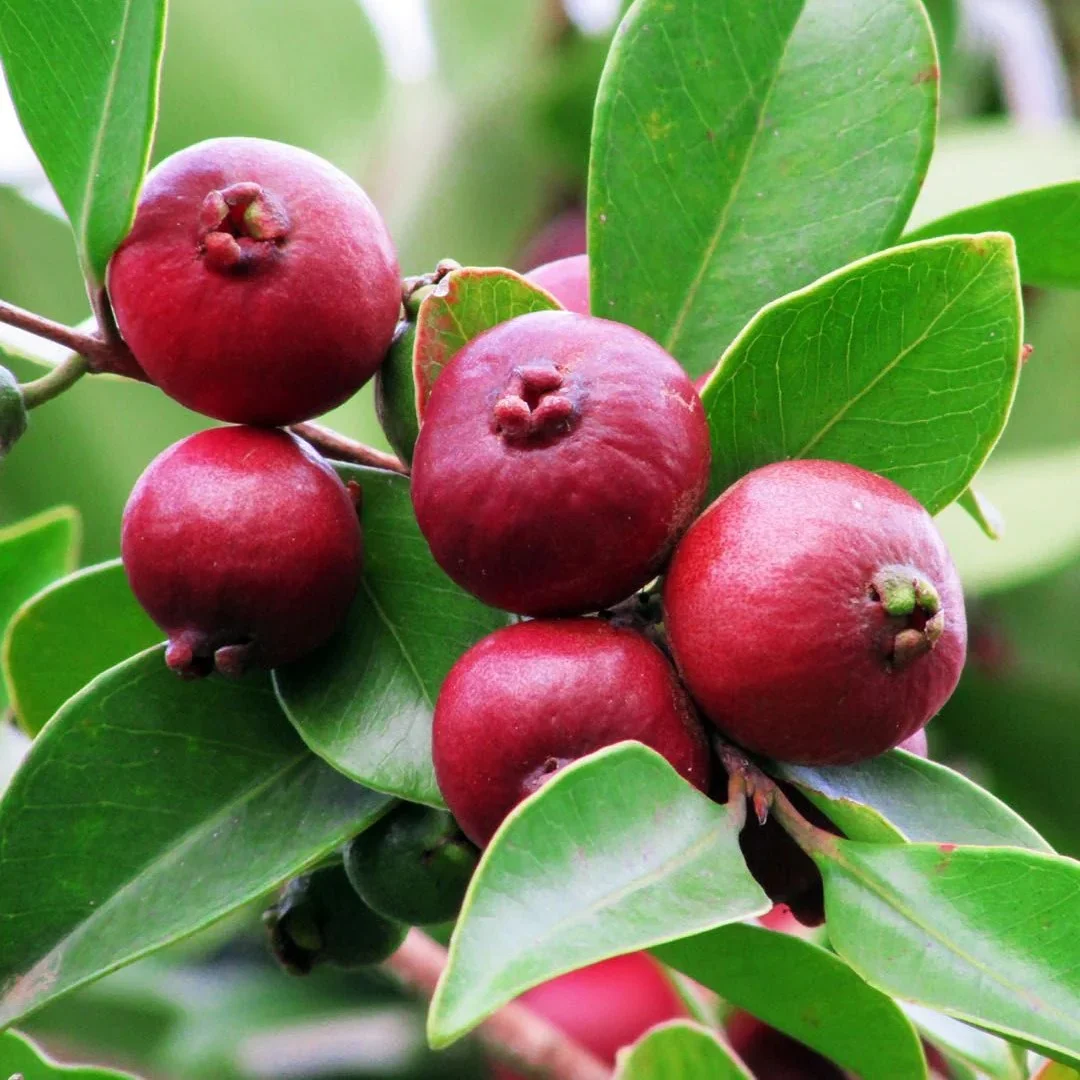 Strawberry guava red fruit verity plant