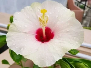 White with red hibiscus plant Full soil free shipping