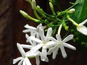 Nithiyamalli mother plant (open parcel only)