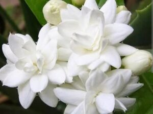 Adduku malli mother plant (open parcel only)