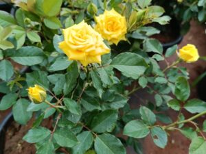 Star yellow rose plant 8 inch pot