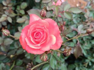 Button orange rose plant 8 inch pot