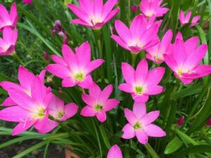 Rain lily plant pink colour