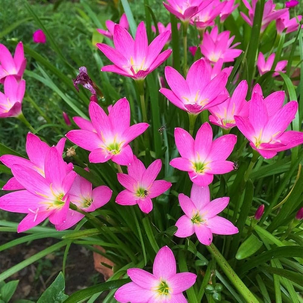 Rain lily plant pink colour