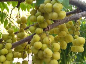 Indian gooseberry plant