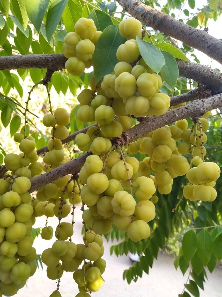 Indian gooseberry plant