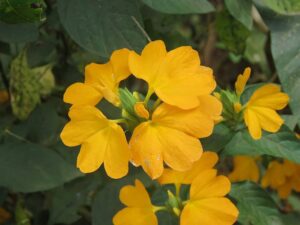 Yellow Kanagambaram