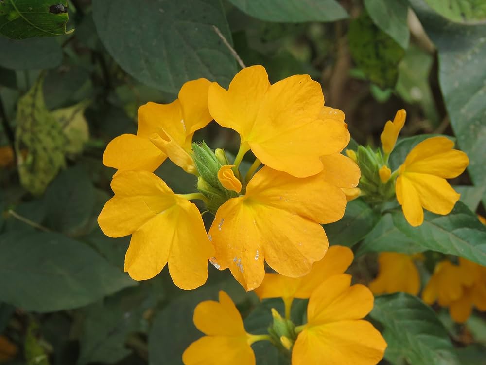Yellow Kanagambaram