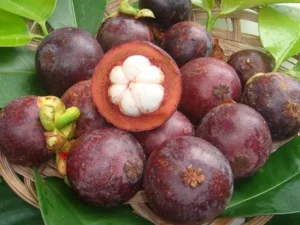 Mangosteen 2.5ft plant