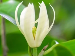 Shenbagam white colour plant