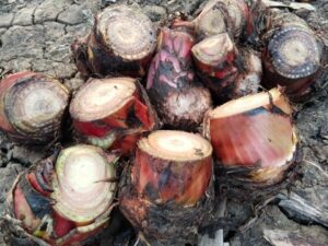 Red banana suckers